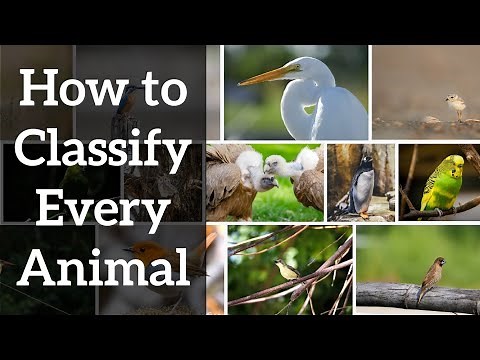 How to Classify Every Animal - Introduction to Taxonomy