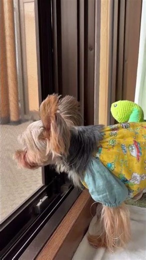【リズム君】くしゃみをするヨークシャーテリア #ヨークシャー
