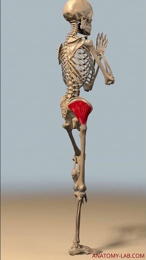 How the Gluteus Medius Stabilizes Your Body During Hip Abduction | Hip Abduction Exercise Tips