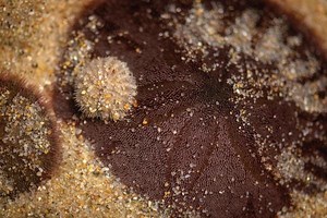 Life of a baby sand dollar | Stories | Monterey Bay Aquarium