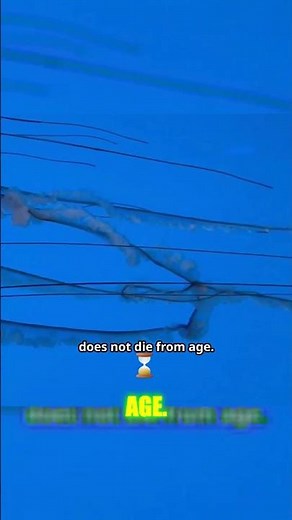 Meet the Immortal Jellyfish: Nature's Biological Miracle