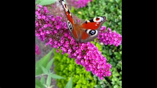 Peacock Butterfly, Butterfly, Nature. Free Stock Video