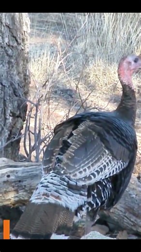 One Chance Only | Spring Gobbler Taken With A Bow #turkeyhunting #wildlife #gobblerhunting