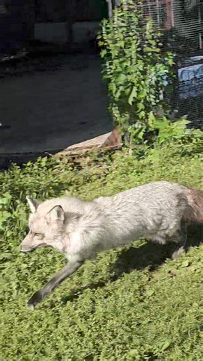 33K views · 1.3K reactions | Mufasa fox finally gets out of quarantine and Firefly fox gets a boyfriend! I've never seen her this happy!!! Full video on SAVEAFOX YouTube https://youtu.be/tgCVjVc2E-s?si=YaQCpeo1VIXrPQz4 Mufasa, aka Fasa Fox needs a sponsor! To sponsor a fox go to SAVEAFOX.org 力李 | Saveafox Corporation | Facebook