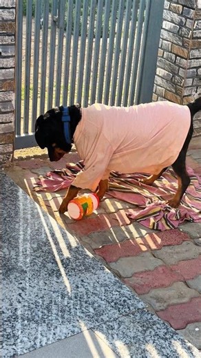 Roxy k baacho ne keya Roxy ka intzaar🐶❤️ #roxytherottweilerx #rottweiler #viralshorts