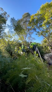 2.7K views · 40 reactions |  Professional Tree Trimming Services...