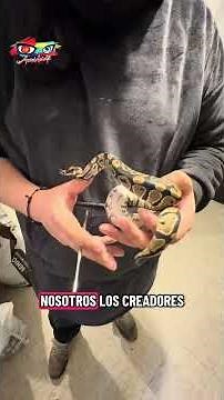 Qué es el genotipo #conocerparaproteger #humoranimalizate #animalizateoficial