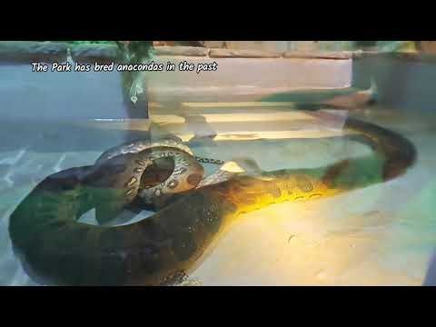 Green Anacondas, male and female mating