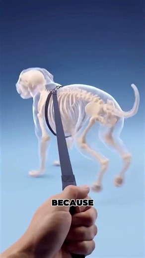 What Raw Meat Did To My Dog