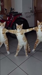 minha gatinha 😍 dançando #shorts #dance #ias #memes #cat