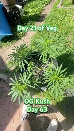 OG Kush Outdoor Update Day 63! | 06.24.2025