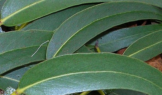 Eucalyptus Globulus – Health Benefits and Side Effects