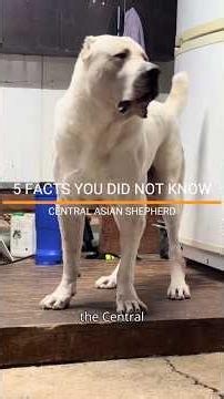 FACTS YOU DID NOT KNOW ABOUT THE CENTRAL ASIAN SHEPHERD. #alabai #dogfacts #dogloversdog #petlover