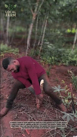 Traditional Manual Cassava Harvesting: The Most Efficient Way to Dig Giant Tubers!
