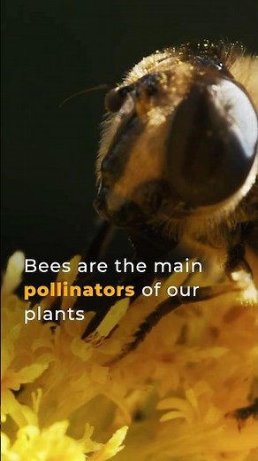 Urban Beekeeping: Transforming London’s Rooftops