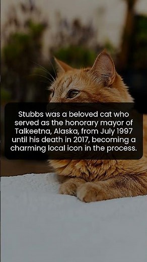 The Remarkable Story of Stubbs the Cat Who Led Talkeetna