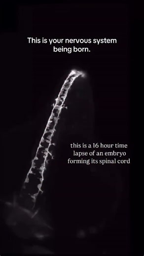 Abhay Mishra | Academic Advisor on Instagram: "Follow🎖️This is not CGI. Not animation. Not AI. What you’re watching is a 16-hour real-time process compressed into a time-lapse — an embryo forming its spinal cord, one of the most crucial events in early development. During this stage, cells don’t move randomly. They communicate, align, fold, and specialize in a tightly regulated sequence called neurulation. This is when the neural plate folds to form the neural tube, which later develops into th