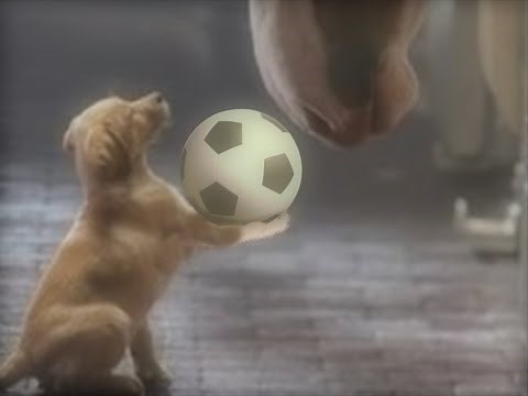 Here comes the King with those Majestic Clydesdales