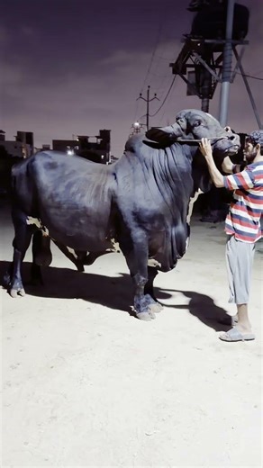 Karachi Cow Mandi | Beautiful Black Bull #cow #bull #cattlemarket #cattleworld