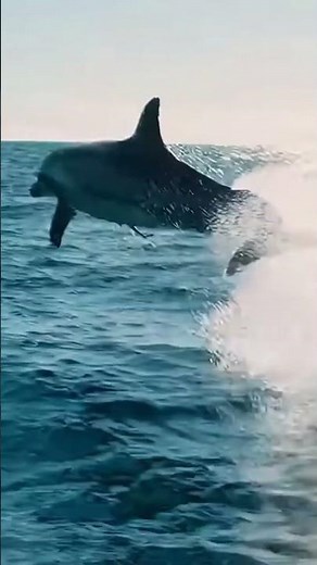 Dolphin Escapes the Jaws of a Great White Shark