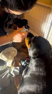 Birthing Puppies #rottweiler #dogs #puppy #puppies #puppylove #puppylife #puppyshorts #puppyvideos