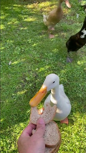 Indian runner ducks runs