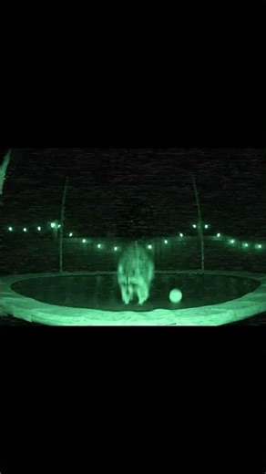 Raccoon on the Trampoline 🦝🎯 Having Fun at Midnight | AI Night Vision