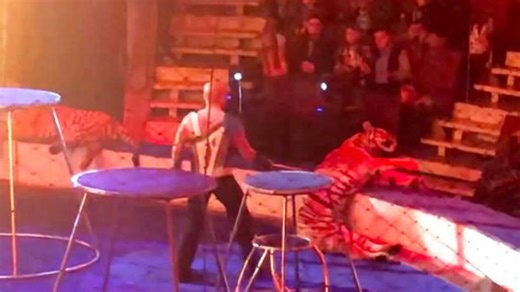 Tiger collapses in a circus—what happens next shocks everyone