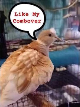 very sweet exchange of a feather between Kermit & Ally #birds #dove #dovesinlove #cute