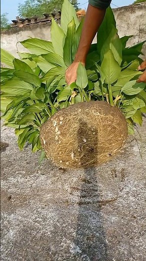 haldi plant growing at home. haldi plant in pot
