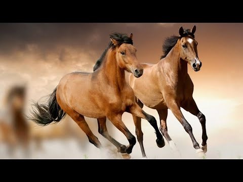 Relaxation - A real moment of pleasure where the galloping horse takes us into its universe