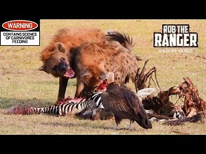 Zebra Feast For Hyenas | Maasai Mara Safari | Zebra Plains