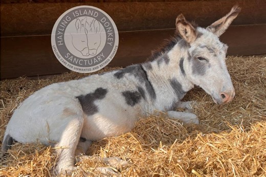 Hayling Island Donkey Sanctuary volunteers 'heartbroken' as Dougal the donkey dies