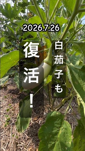 [White Eggplant Bounces Back from Wilting! Realizing the Importance of Watering] #EggplantCultiva...