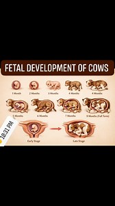 Fetal development of a cow 🐄 🐮 informationtube.co #usaviralcontent #facebookreelsviral #usareels #pregnancy #austria #face #canada #germany #australia #everyone #coworkingspace #hfcowfarm #cattle #followersシ゚ #cowlover | informationtube.co