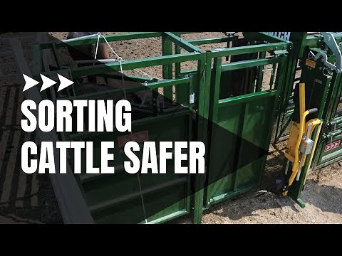 Cattle Sorting | Best Way to Sort Cattle | Demo