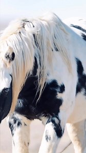 Everytime Thor came to see me, it sent chills up my spine. Not chills of fear, but chills of peace. ❤️ #ThorThursday #ForeverThor | T.D.307 Photography