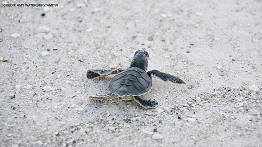 Nearly 30,000 turtles hatched on Anna Maria Island this year, conservation group says
