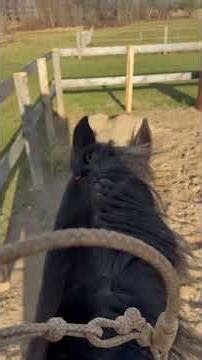 Two Rein Horse being ridden straight up in the bridle