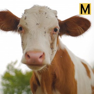 12K views · 126 reactions | Mad Cow Disease can easily transfer from cattle to humans. Here's what you need to know. | Medical Daily | Facebook