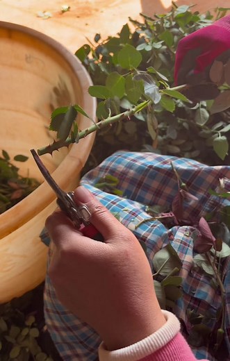 Rose Trimming Techniques for Healthy Growth