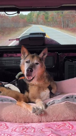 an afternoon with my 14-year-old german shepherd, miles ❤️ #seniordogs #germanshepherd | Tasha Leelyn
