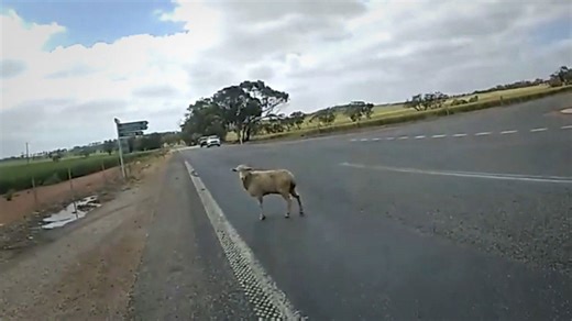 Un policier australien doit capturer un mouton en fuite