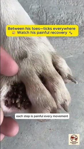 Dog’s Paw Infested with Huge Ticks | Painful Tick Removal Rescue