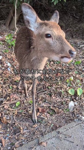 安芸の宮島で起きた鹿のミステリー