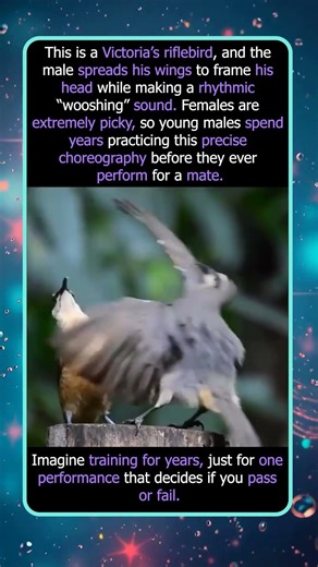 This Bird Spends Years Practicing This Dance