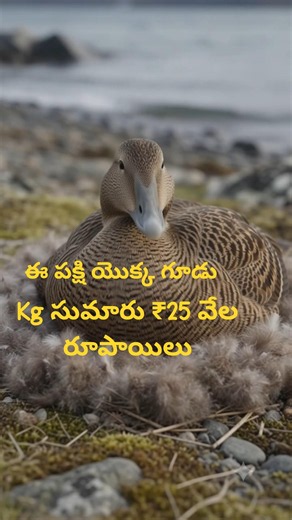 The Extraordinary Insulation of Eider Duck Nests kg $300 (₹25000).