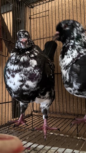 Hi Mini Farm on TikTok