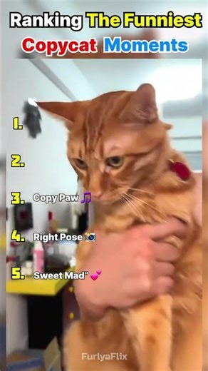 Ranking The Funniest Copy Cat Moments 😻🎀 #CopyCatMoments #CatShorts #FunnyCats #ViralShorts #Shorts