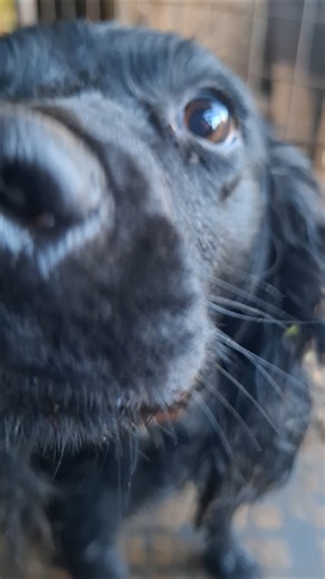 Blackie waiting for food.#anticipation